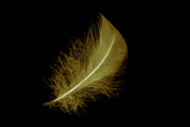 istock gold feather goose on a black isolated background 1407230013