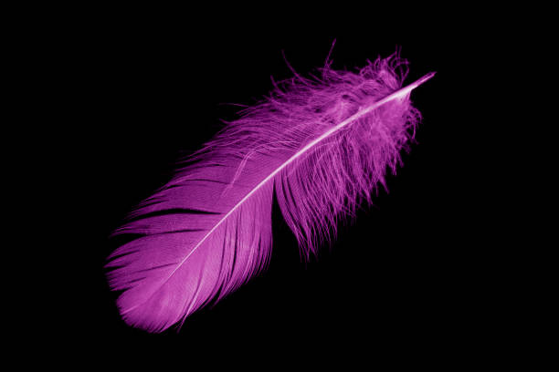 istock violet feather goose on a black isolated background 1407230019