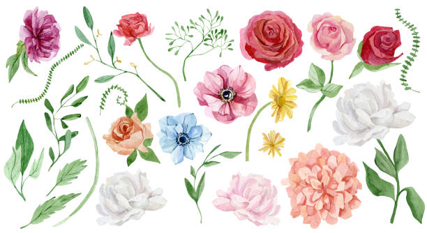 illustrazioni stock, clip art, cartoni animati e icone di tendenza di peonia acquerello, rosa, astri set floreale. fiore dipinto a mano di rosa, blu, bianco, giallo, foglie verdi isolate su sfondo bianco. illustrazione botanica per design, stampa, invito a nozze - bouquet rose peony rosé