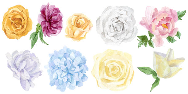 illustrazioni stock, clip art, cartoni animati e icone di tendenza di peonia acquerello, rosa, astri set floreale. fiore dipinto a mano di rosa, blu, bianco, giallo isolato su sfondo bianco. illustrazione botanica per design, stampa, invito a nozze - bouquet rose peony rosé