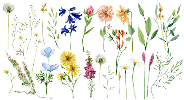 illustrations, cliparts, dessins animés et icônes de aquarelle prairie fleurs sauvages, ensemble floral de champ. plantes d’herbes botaniques peintes à la main, feuilles isolées sur fond blanc. illustration botanique pour le design, l’impression, l’invitation de mariage - fleur sauvage