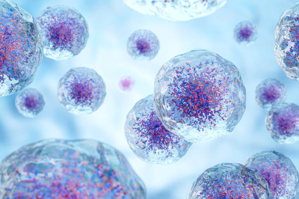 핵과 과립을 가진 백혈구. 투명성 세포막. 의료 및 과학 개념 배경 . 3d 렌더링 . - cancer cell 뉴스 사진 이미지