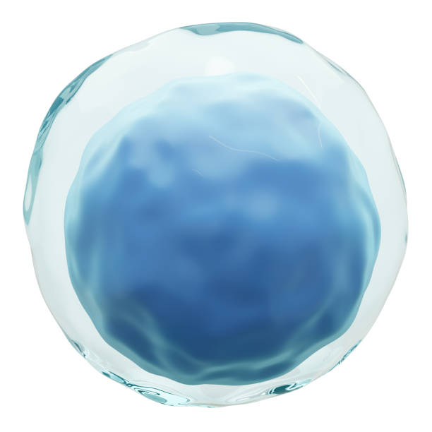 istock Lymphocyte . White blood cells with transparency membrane and large nucleus . Isolated white background . 3D render . 1407235593