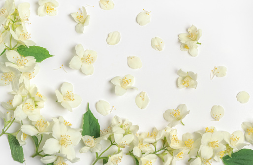 Beautiful sakura flower petals flying on white background. Banner design