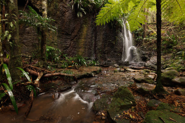 wunderschöner bach, der im australischen regenwald fließt - tropical rainforest waterfall rainforest australia stock-fotos und bilder