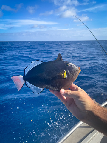 The pinktail trigger-fish is seen off the coast of Oahu in Waikiki Hawaii. Beautiful iridescent colors shimmer in the daytime sun. The warm, tropical Pacific Ocean is home to this beautiful fish. Picture was taken during a fishing expedition in Honolulu, Hawaii.