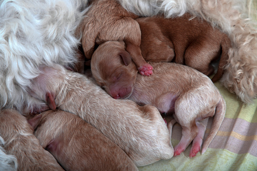 Belgrade, Serbia, Apr 24, 2022: Five-day-old Bichon-Poo (Bichon & Poodle mix) puppies sleeping next to their mother in a whelping box.