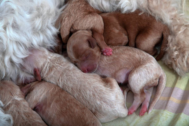 Newborn puppies sleeping next to their mother Belgrade, Serbia, Apr 24, 2022: Five-day-old Bichon-Poo (Bichon & Poodle mix) puppies sleeping next to their mother in a whelping box. newborn animal stock pictures, royalty-free photos & images