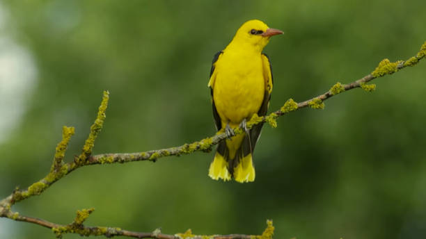 istock Eurasian golden oriole (Oriolus oriolus) also called golden oriole 1407241952