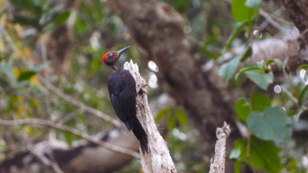 istock Andaman woodpecker (Dryocopus hodgei) 1407241964