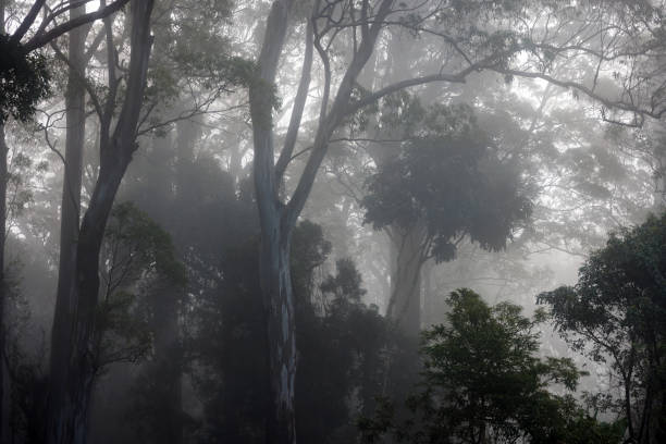 istock Australian forest enveloped in fog and mist 1407242041