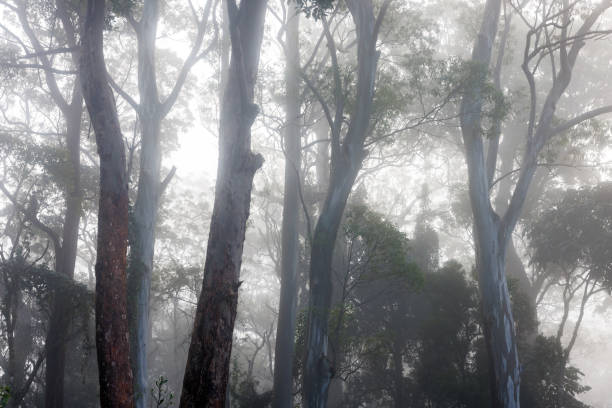 istock Australian forest enveloped in fog and mist 1407242047