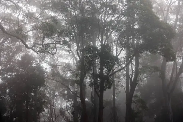 Photo of Fog and mist engulfing Australian forest