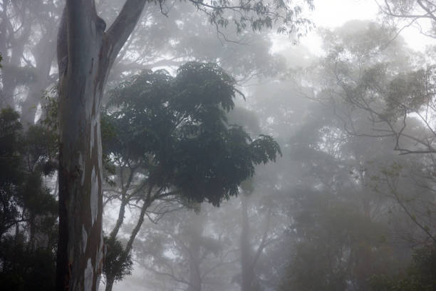 Thick fog and mist engulfing Australian forest