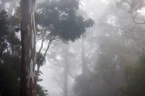 istock Australian forest enveloped in fog and mist 1407242173