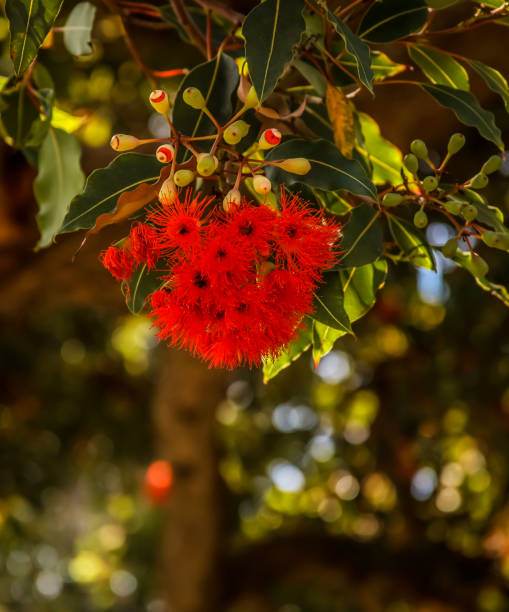 istock A bright red hanging Pohutukawa Tree bloom 1407243423