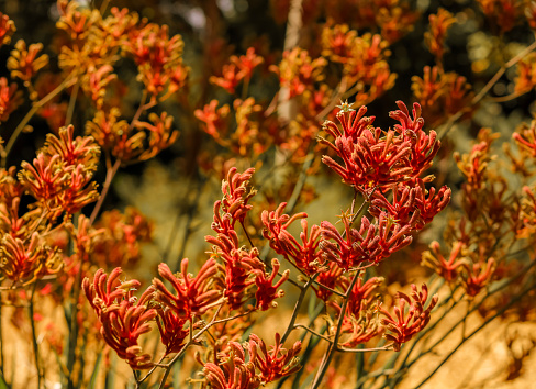 A field of Kangaroo Paw . Multiple blooms