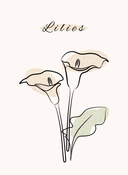lilie kwiatowa botanicza natura linia artystyczna ręcznie rysowana abstrakcyjnymi grunge'owymi organicznymi kształtami. - botanic stock illustrations
