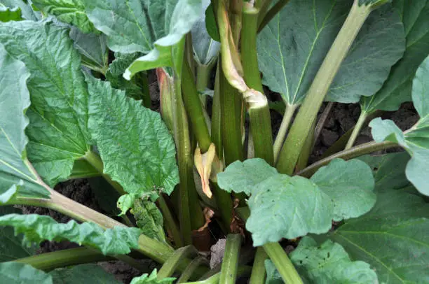 rhubarb on the farmyard with large green leaves, used for food