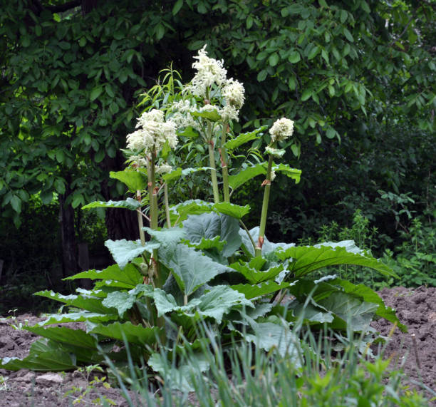 農場のルバーブ - gunnera ストックフォトと画像