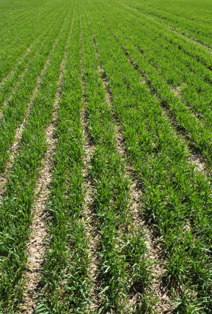 istock In the spring sowing winter wheat field 1407244694