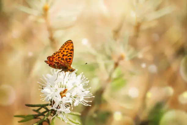 Photo of Natural background in warm colors with blooming rosemary in the forest at dawn, morning rays and highlights, an orange butterfly on a rosemary flower.