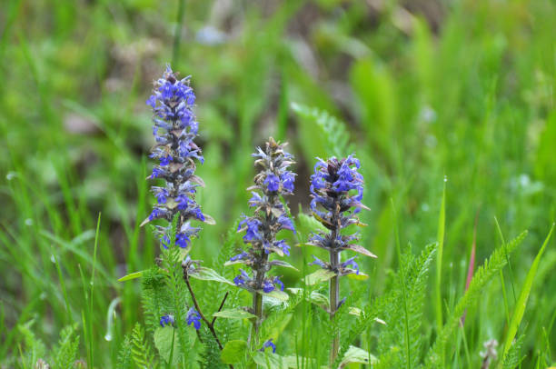 ajuga reptans crece y florece en hierbas - ajuga fotografías e imágenes de stock