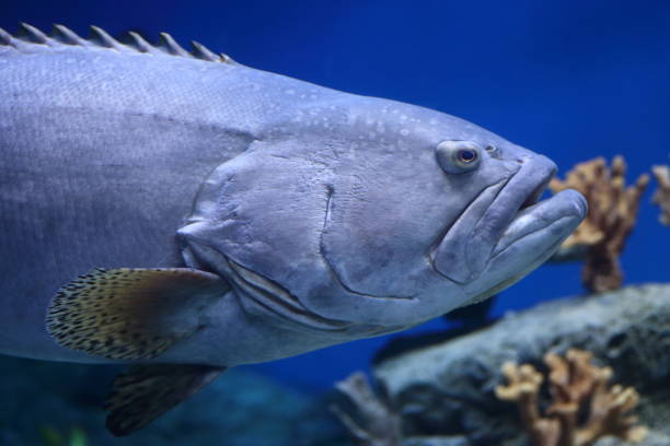 istock tropical fish swimming in the aquarium 1407246613