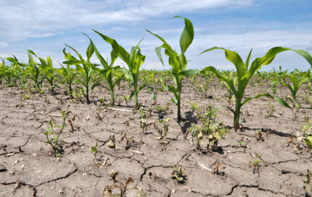 istock In the field, young corn is treated with herbicides to protect against weeds 1407246941