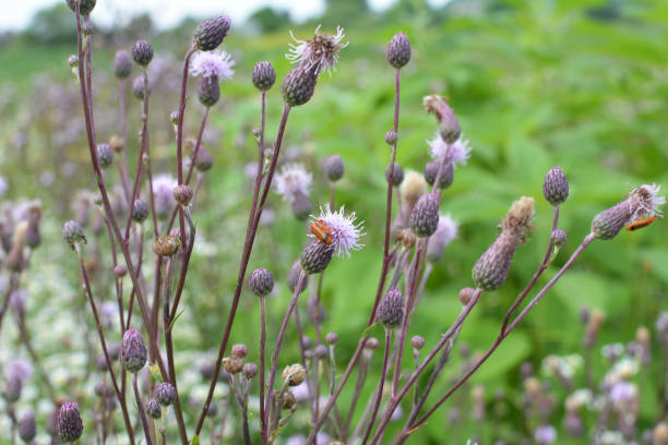 istock Cirsium arvense grows and blooms among herbs 1407247858