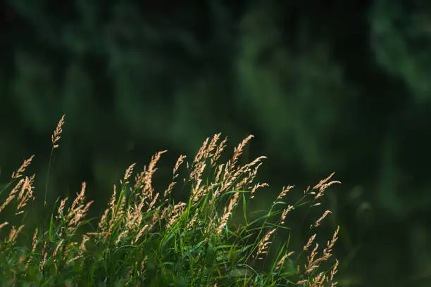 Kentucky Bluegrass (poa pratensis) in sunset light  Summer selective focus. Beautiful Glyceria maxima,  Great Manna Grass, Reed Mannagrass, and Reed Sweet-grass, growing water  lake