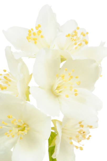 istock Beautiful Philadelphus (Mock Orange or Jasmine) Macro on White 1407249451