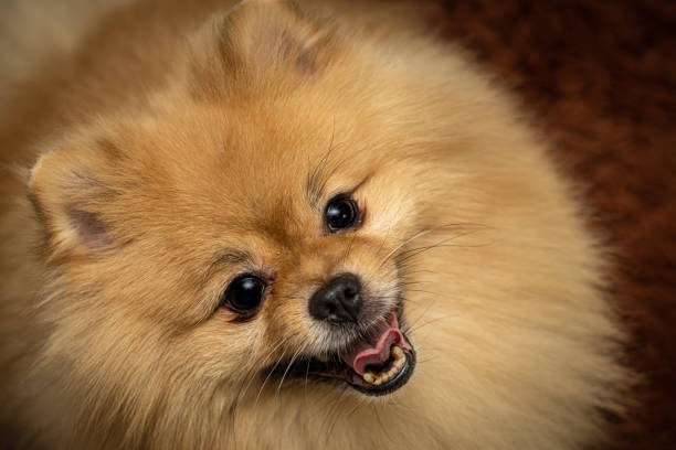 istock muzzle of a spitz dog breed close-up 1407250202