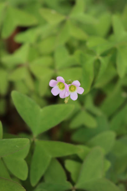 Oxalis latifolia with pink flowers Oxalis acetosella latifolia plant in bloom in the garden. Oxalis latifolia with small pink flowers on summer wood sorrel stock pictures, royalty-free photos & images