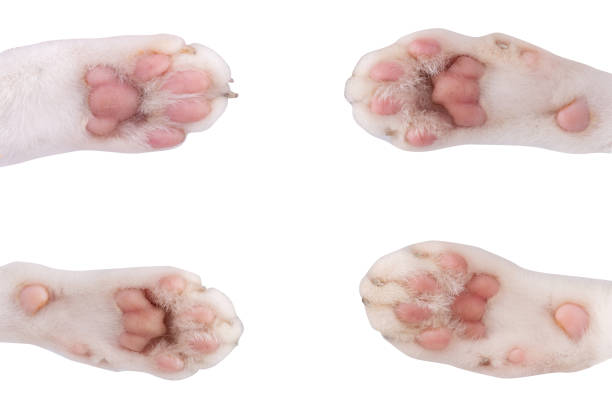 istock cat paw closeup isolated on white background 1407250620