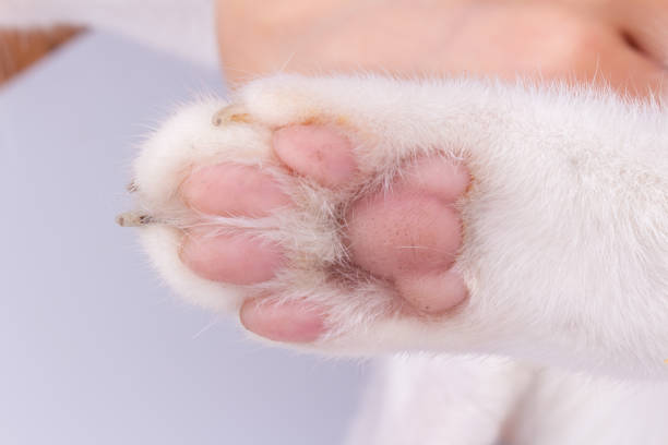 istock cat paw closeup isolated on white background 1407251577