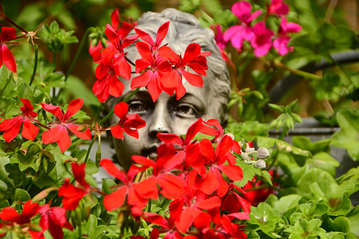 Ornamentall garden with red blooming geraniums ( pelargonium peltatum).A figurine female head in the background, peeking between the flowerheads.