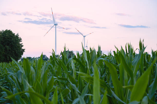 Corn in the field in early summer, Wind turbine in the background