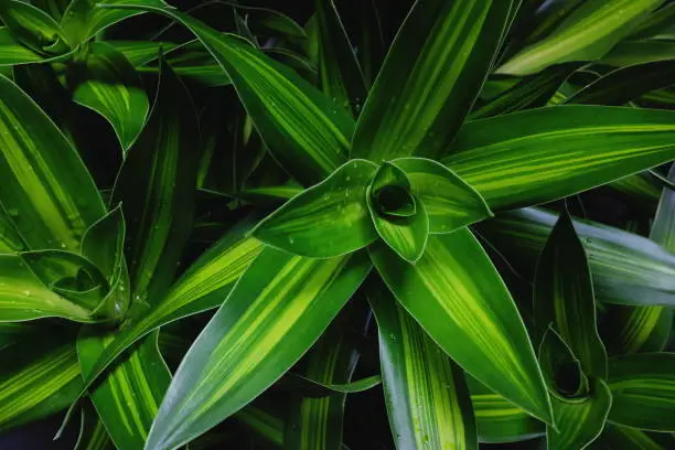 Selective focus top view of dracaena fragrans or cornstalk ornamental plant. Natural green leaves background backdrop .