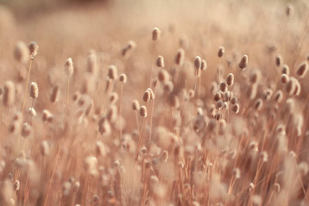 金色の乾燥した牧草地のポンポン草の美しい抽象的なクローズアップ。抽象的な自然の背景。自然なベージュの背景。ミニマル、スタイリッシュ、トレンドコンセプト - still photography ストックフォトと画像