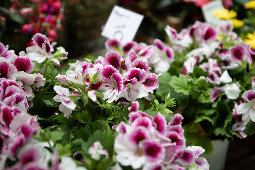 Regal Pelargonium for sale on a flower stall in France