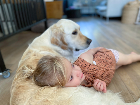 Cute toddler girl laying down with here beautiful GoldenRetriever dog