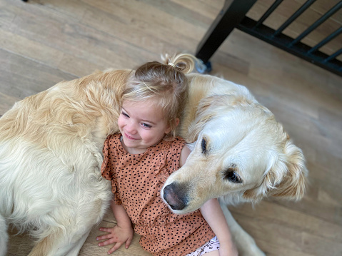 Cute toddler girl laying down with here beautiful GoldenRetriever dog