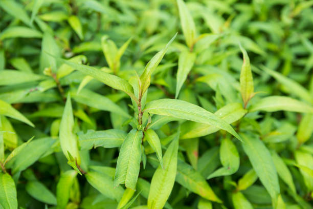 istock Organic Vietnamese coriander from herbs garden 1407254805