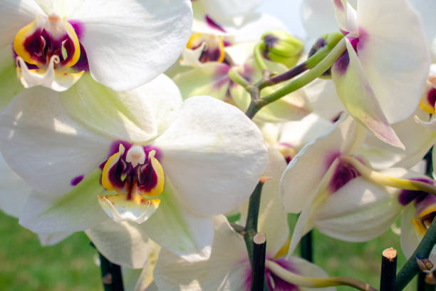 istock Colourful Orchids Flowering in full bloom on a sunny day 1407255694