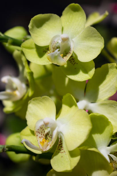 istock Colourful Orchids Flowering in full bloom on a sunny day 1407255727
