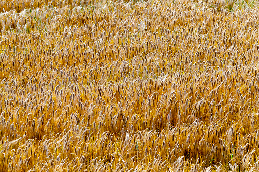 agricultural field with mature golden yellow cereals , field with golden wheat in the summer before harvest