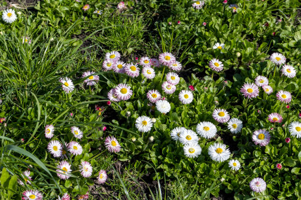 istock white and red daisies on the field 1407256002