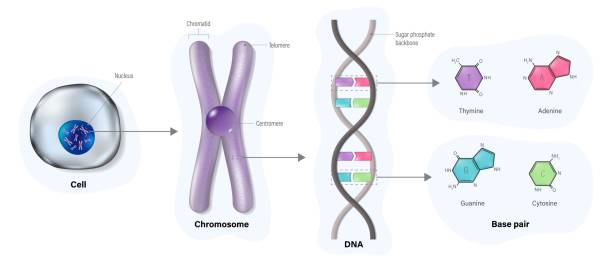 illustrations, cliparts, dessins animés et icônes de diagramme de la structure cellulaire, du chromosome, de l’adn (acide désoxyribonucléique) et de la paire de bases. thymine, adénine, guanine et cytosine. vecteur d’étude scientifique. - deoxyribonucleic