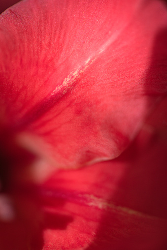 Macro Background Abstract Nature Theme: macro photography of gladiolus flower